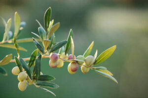 Arbequina olive branches